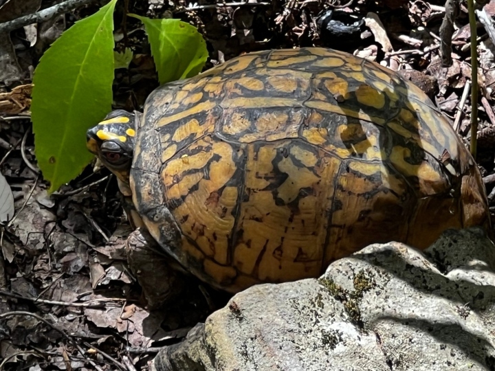 Eastern Box Turtle